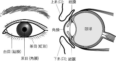 目の構成図