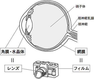 目の角膜・水晶体はカメラでいうとレンズ、目の網膜はカメラでいうとフィルムの役割に当たります