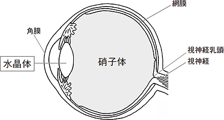 目は角膜、水晶体、硝子体、網膜、視神経乳頭、視神経からなります