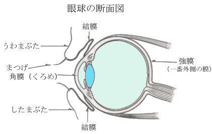 2 角膜ヘルペス 角膜の病気 目についての健康情報 公益社団法人 日本眼科医会