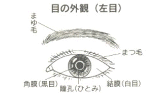 目の外観(左目)