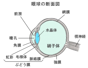 ぶどう膜炎 目についての健康情報 公益社団法人 日本眼科医会
