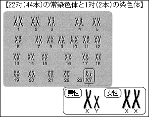 22対(44本)の常染色体と1対(2本)の染色体