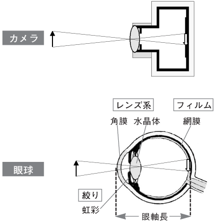 2 目はカメラに似ているといわれますが 本当ですか メガネのかしこい使い方 目についての健康情報 公益社団法人 日本眼科医会